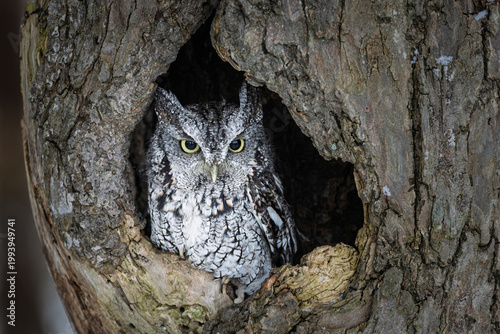 Eastern Screech-Owl gray morph, Ontario, Canada.