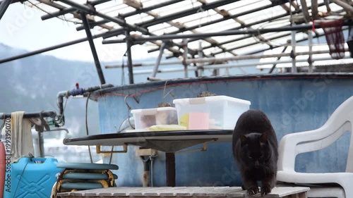 日向東港の黒猫 （福井県三方郡美浜町, 2026年2月）