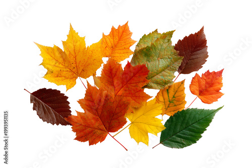 pile heap bright orange yellow red and green autumn maple dried isolated on transparent background. colorful autumn maple leaves forms a distinct cheerful pile, beautifully. PNG