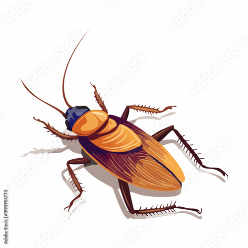 cockroach isolated on white background