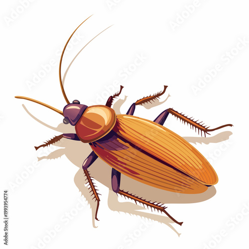 colorado potato beetle