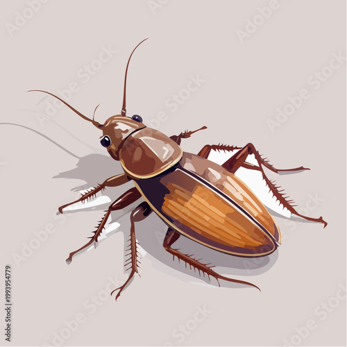 cockroach on white background
