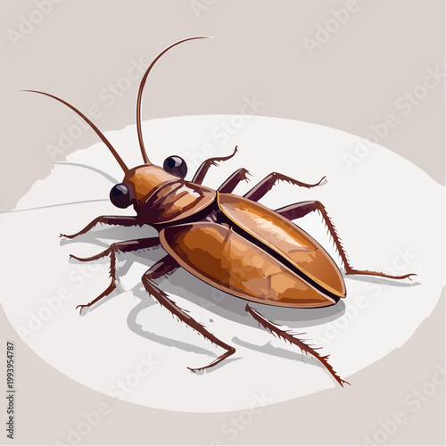 cockroach isolated on white background