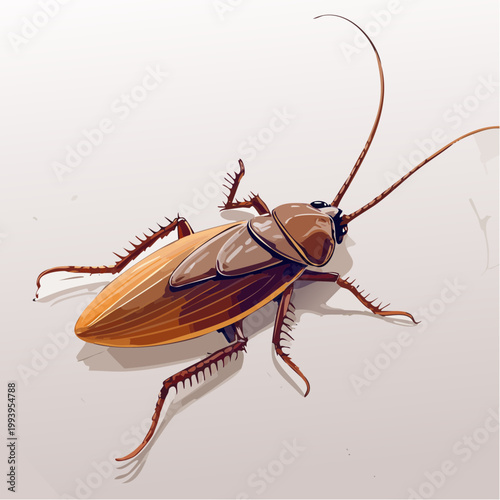 cockroach on white background