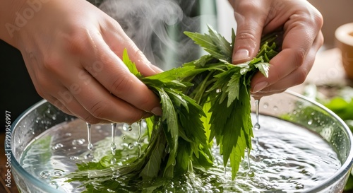 Hands washing fresh green herbs for healthy cooking