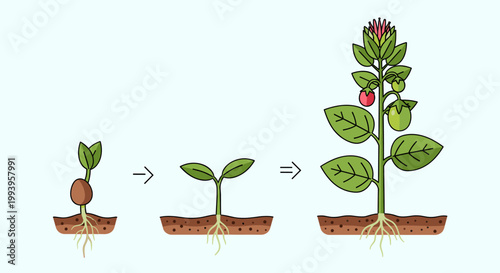 Illustration showing the growth stages of a plant from a seed to a mature plant with fruits and flowers.