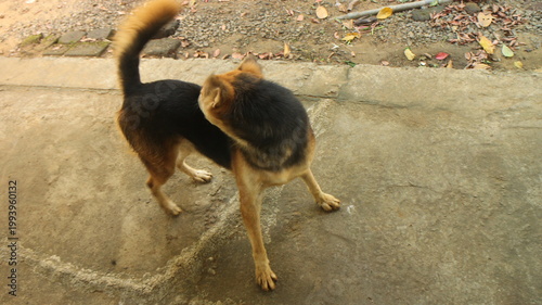 Foto A brown and black mixed breed dog