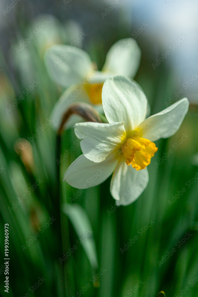 Fototapeta premium Yellow daffodils close-up, image for design.