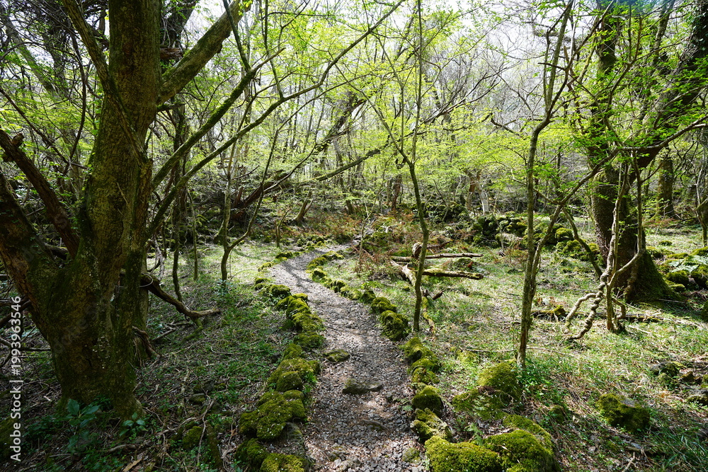 Fototapeta premium fine pathway and old trees in the spring sunlight
