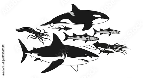 Black and white shark orca fish.