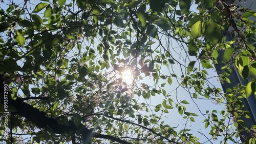 夏の木漏れ日　木々の隙間から光り輝く太陽の光