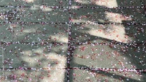 桜の花びらが満ちる石畳の参道