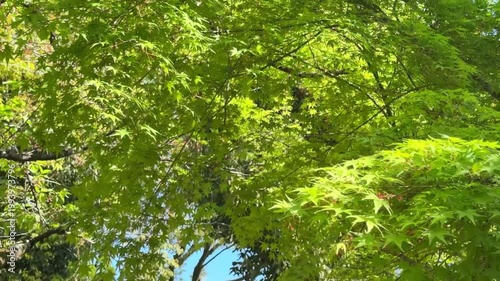 風に揺れる初夏のモミジの葉と青空