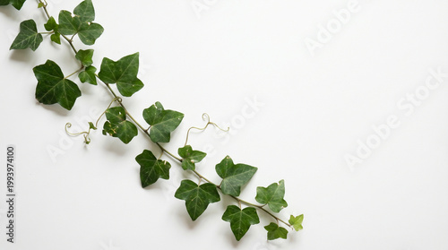 Ivy Leaves Flat Lay on White Background Minimal Style
