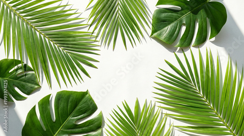 Palm Leaves Shadow Flat Lay on White Tropical Background
