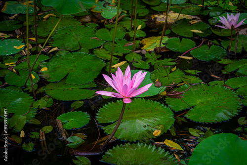 Schilderij op canvas Blooming Pink Lotus Flower in Tropical Pond with Green Lily Pads