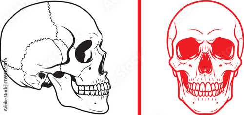 Human skull vector illustrations in profile and frontal views isolated on white background