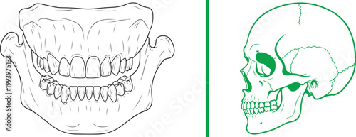 Human jaw with teeth and skull anatomy line art vector illustration isolated on white background