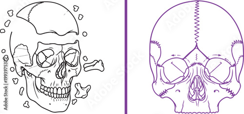 Human skull anatomy medical illustration with exploded view and cranial sutures isolated on white background
