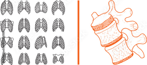 Set of human rib cage icons and vertebra vector illustration isolated on white background