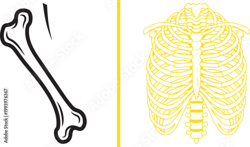 Human skeletal system anatomy with femur bone and rib cage vector illustration isolated on white background