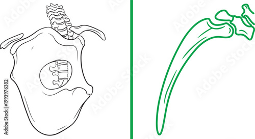 Anatomical line art illustration of human pelvis spine and rib isolated on white background