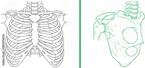 Anatomical line art illustration of human rib cage and pelvis bones isolated on white background