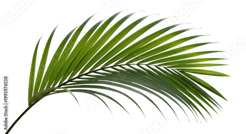 Single green palm leaf isolated on transparent background