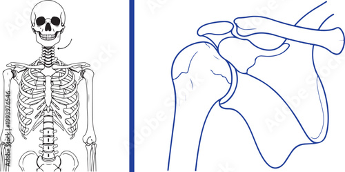 Human skeleton and shoulder joint anatomy line art illustration isolated on white background