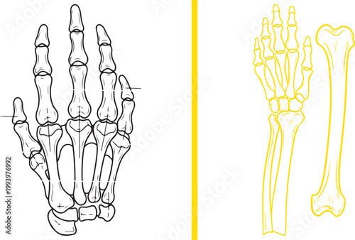 Human hand skeleton and arm bone anatomy diagram vector illustration isolated on white background
