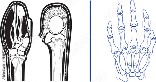 Scientific illustration of horse hoof and human hand skeletal structure comparative anatomy isolated on white background