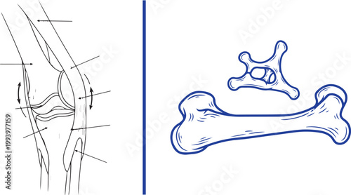 Anatomical diagram of human knee joint and skeletal bones line art illustration isolated on white background