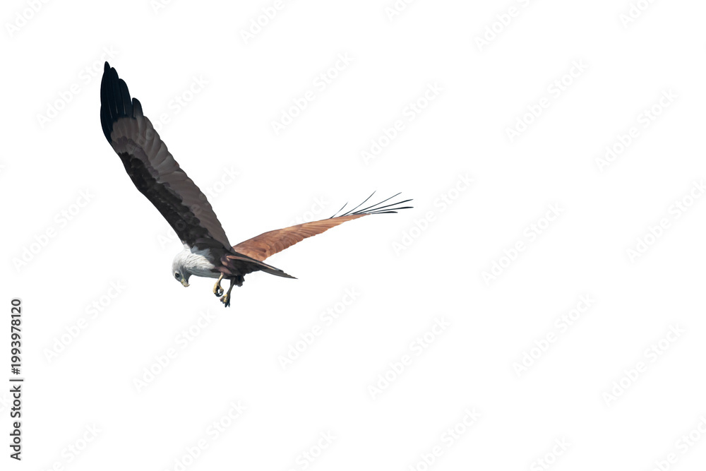 Fototapeta premium Brahminy kite (Haliastur indus) png