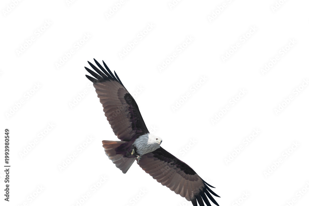 Fototapeta premium Brahminy kite (Haliastur indus) png