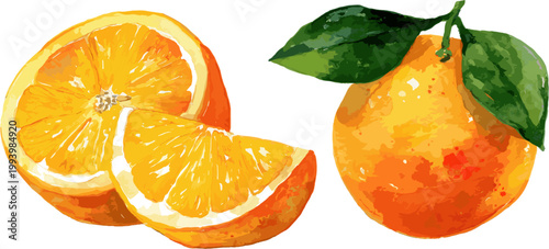 Whole and sliced ​​watercolor oranges on a white background, vector illustration
