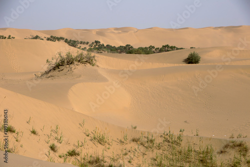 landscape of Taklamakan Desert and oasis