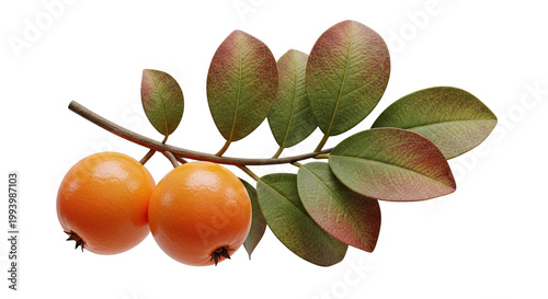 Orange Fruits on a Branch with Green and Red Leaves