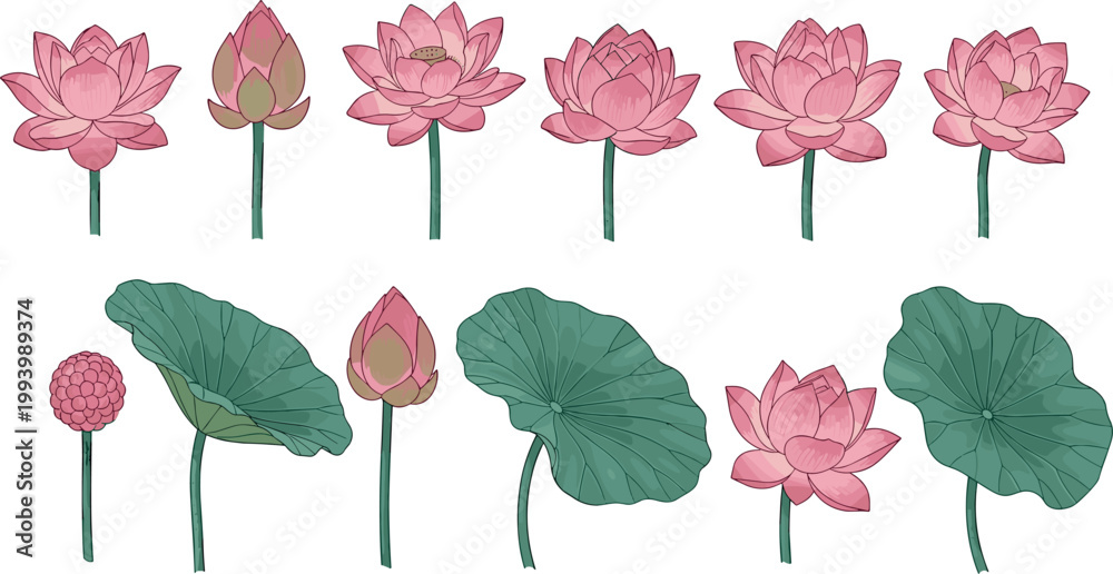 Ταπετσαρία Hand drawn lotus flower collection with leaves and buds botanical floral element