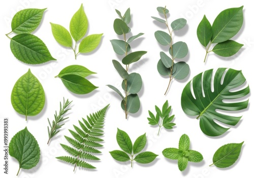 Collection of diverse green tropical leaves isolated on white background