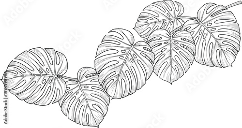 Monstera deliciosa leaves sketch a botanical illustration of swiss cheese plant foliage in black and white