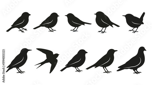 Wildlife Birds Silhouettes Vector Icons Set. Avian Species Black and White Glyph Graphic Design