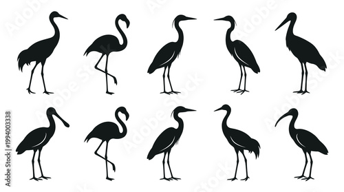 Black  White Silhouette of Various Birds on White Background