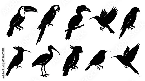 Diverse Bird Silhouettes: Toucan, Parrot, Hummingbird, Ibis, etc. - Vector Art