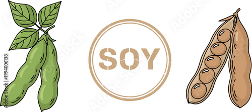 Soybeans pods with green leaves and dried beans with soy label isolated on white background organic food vector illustration