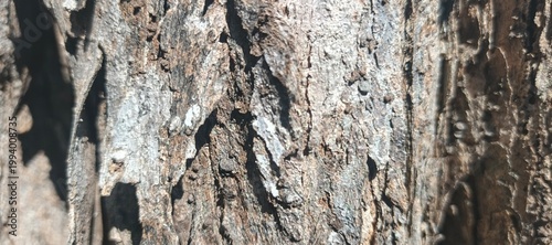 tree bark texture