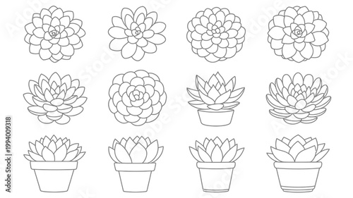 A collection of various succulent plants is depicted in a minimalist black and white line drawing style arranged in a grid pattern high quality professional detailed