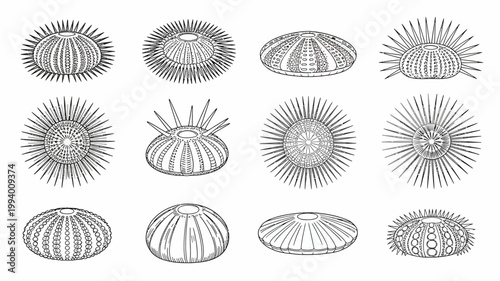 A vintage style illustration depicts various sea urchin specimens showcasing their diverse shapes and spiny textures in a scientific style high quality professional detailed modern elegant