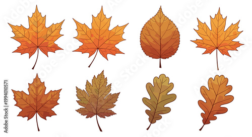 Collection of colorful autumn leaves from different tree species in shades of orange, brown, and yellow on white background.
