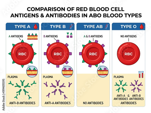 Educational Vector Infographic Illustrating the Comparison of Red Blood Cell Antigens and Antibodies in ABO Blood Types