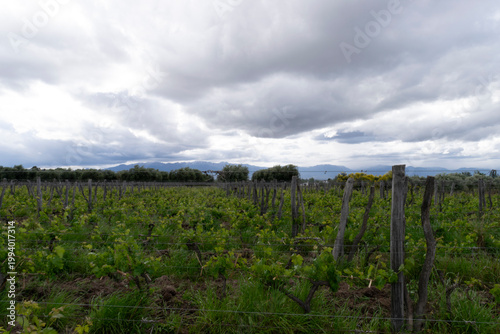 Mendoza vineyard with young grapevines under cloudy sky